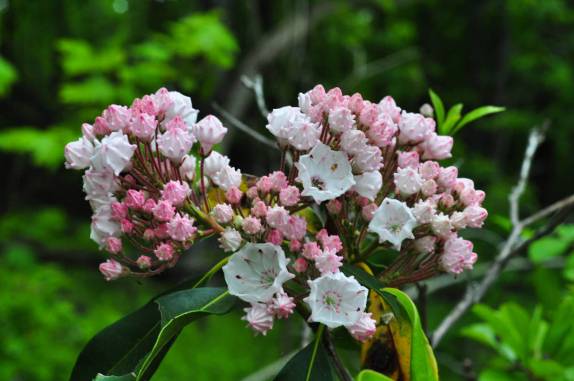Muitas flores na primavera do Shennandoah National Park, na Virginia, Estados Unidos, região dos Apalaches